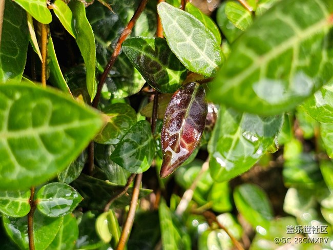 【Galaxy影像】#用微距，拉近距离