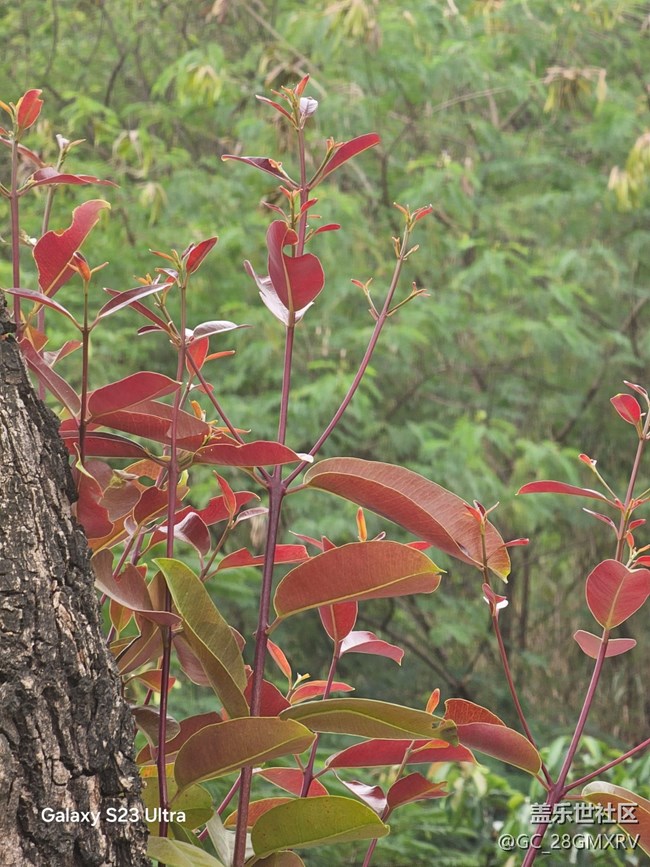 【鹏城寻冬记】路上风景