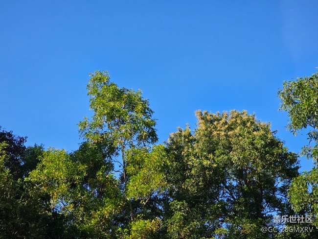 【叶落成诗】树梢颜色