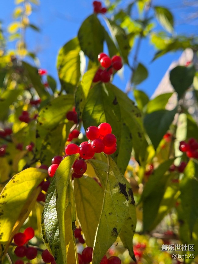 【Galaxy影像】#用微距，拉近距离