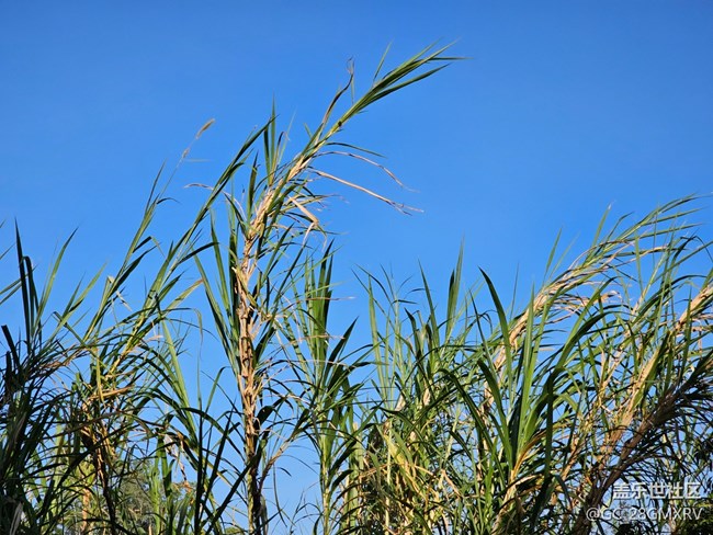 【叶落成诗】树梢颜色