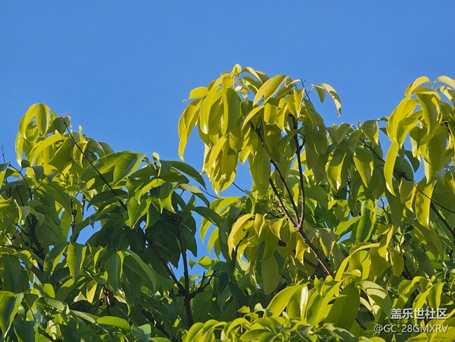 【叶落成诗】树梢颜色