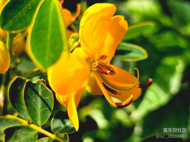 【Galaxy影像】#用微距，拉近距离