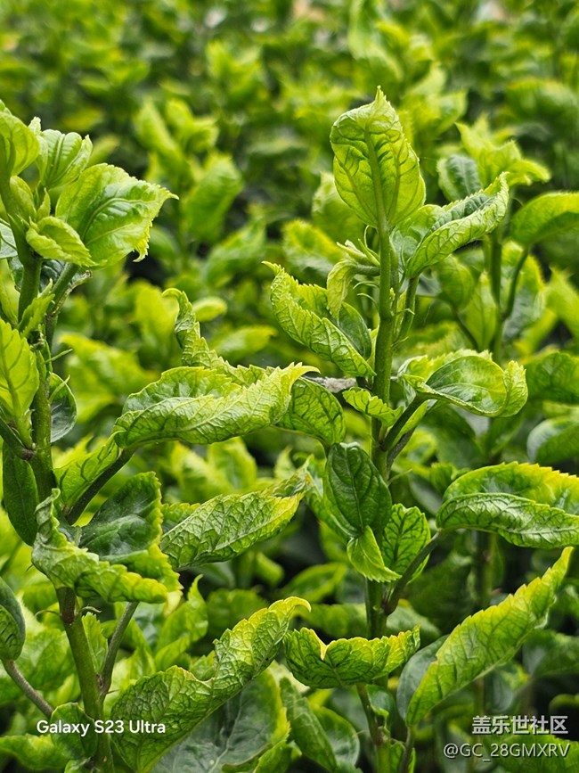 【鹏城寻冬记】路上风景