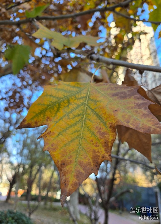 【Galaxy影像】#用微距，拉近距离