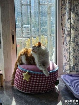 【拍有意境】+晒太阳小猫
