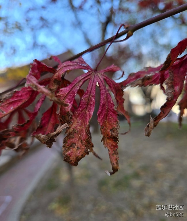 【Galaxy影像】#用微距，拉近距离
