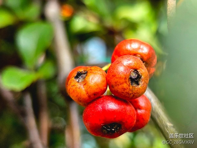 【Galaxy影像】#用微距，拉近距离