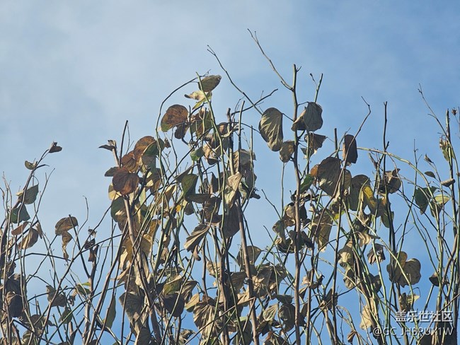 【叶落成诗】11月的温度