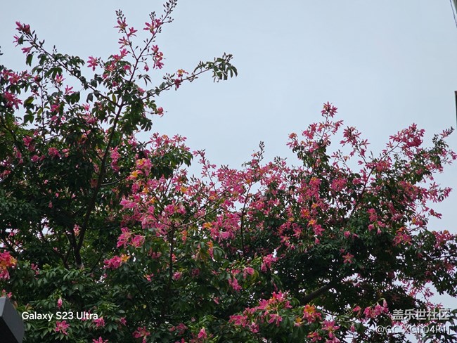 【鹏城寻冬记】寻冬