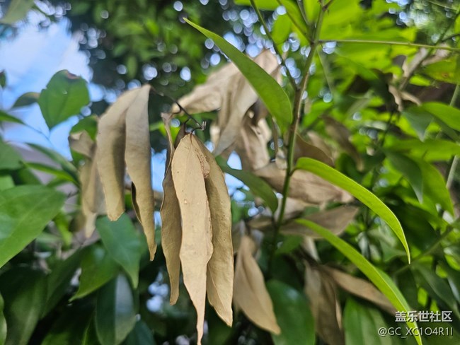 【叶落成诗】好天气