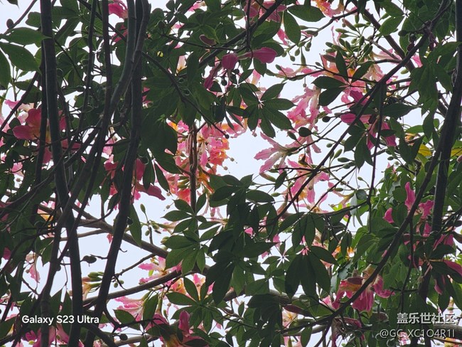 【鹏城寻冬记】寻冬