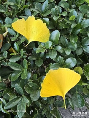 公园秋色-石家庄