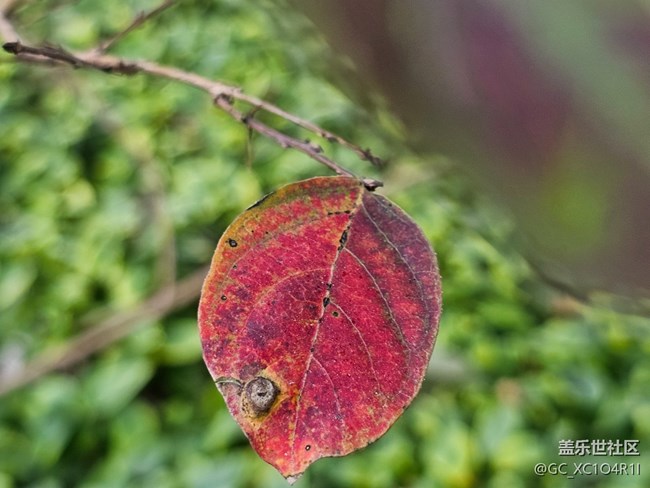【叶落成诗】好天气