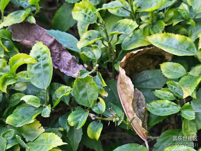 【叶落成诗】好天气