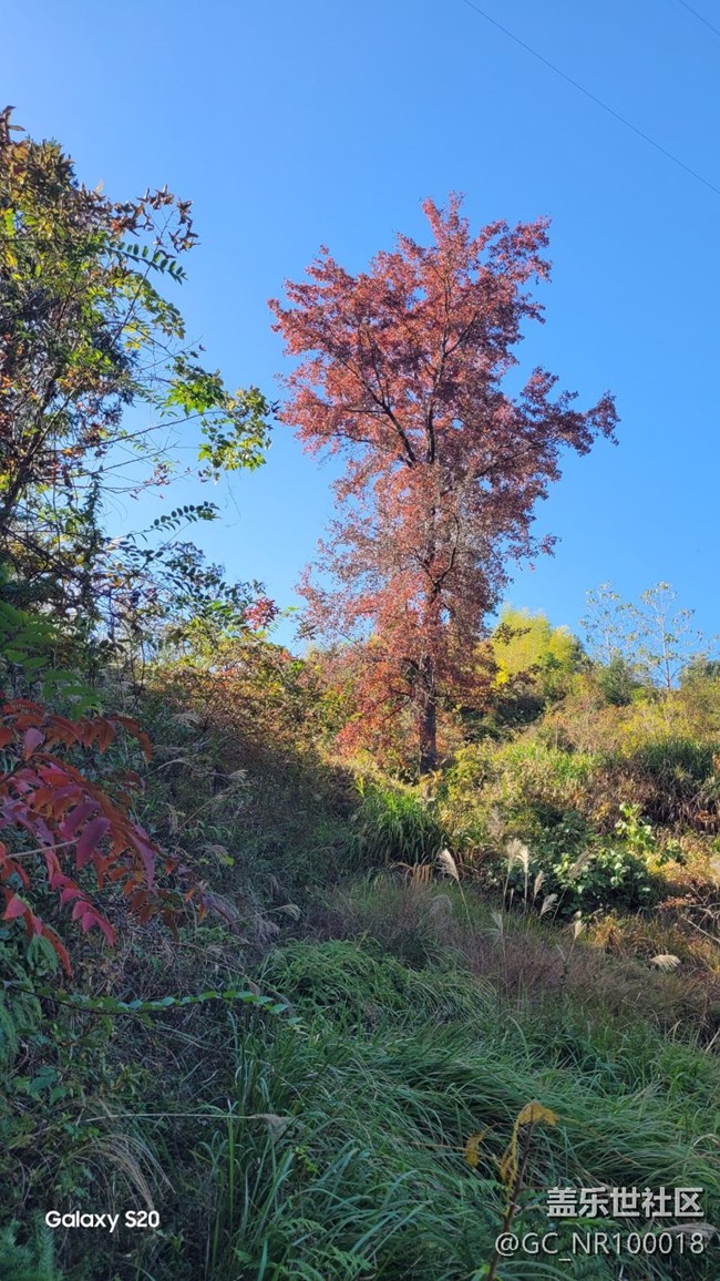 【鹏城寻冬记】收获秋天