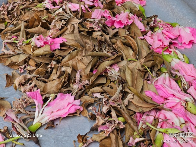 【鹏城寻冬记】寻冬