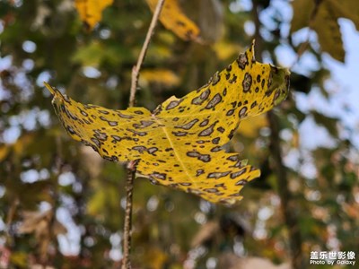 【拍有意境】+冬已至叶未央