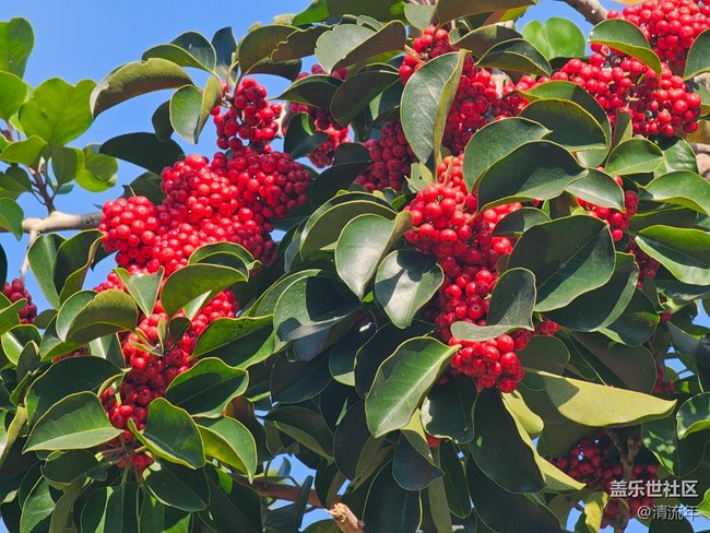 【简而美】平淡