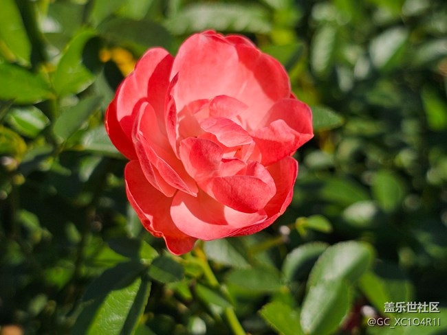 【光影里的故事】月季