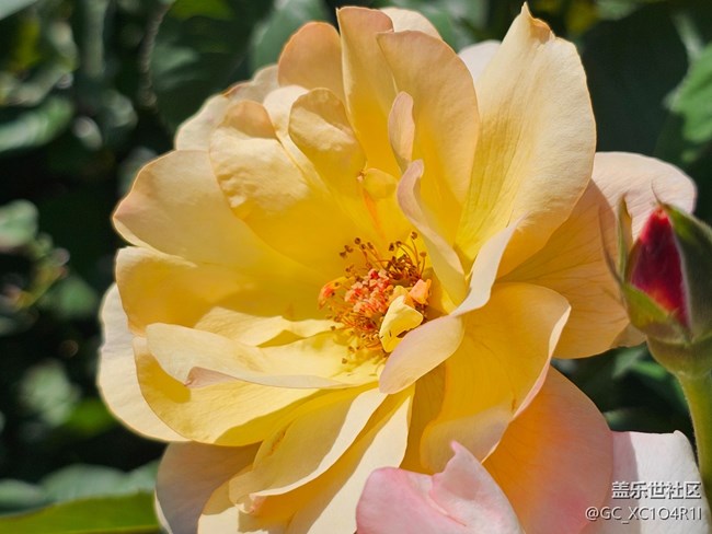 【光影里的故事】月季