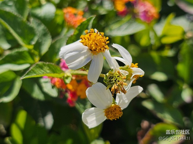 【简而美】花朵
