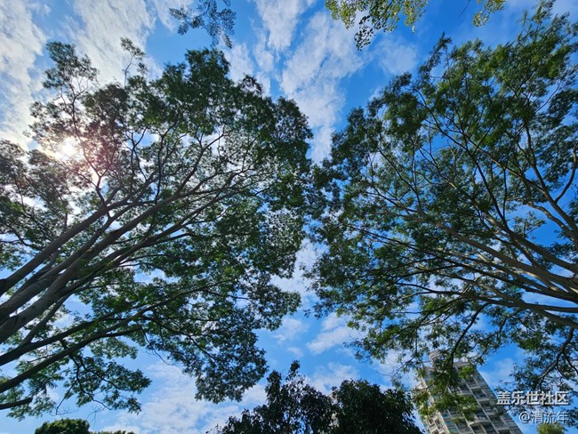 【落叶成诗】公园