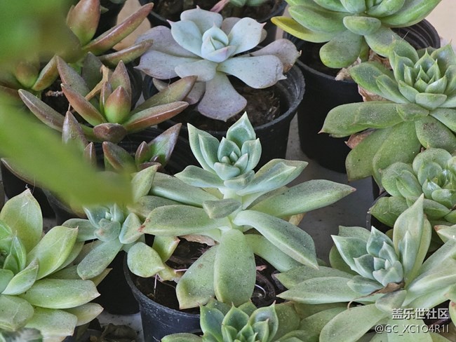 【简而美】花朵