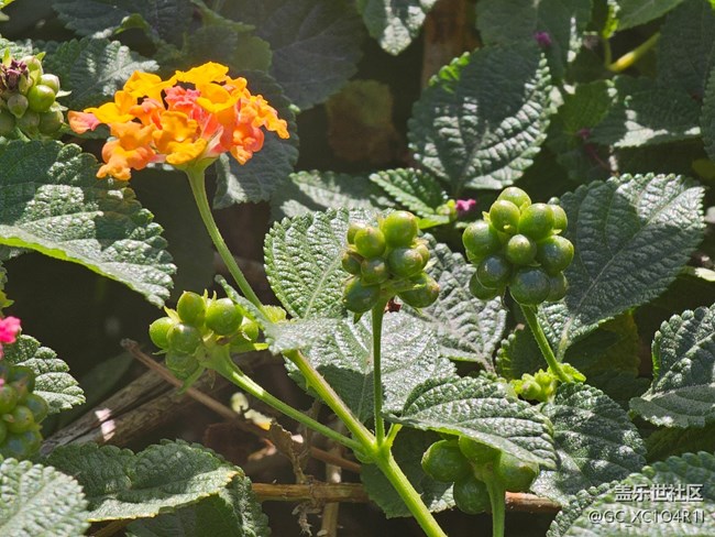 【简而美】花朵