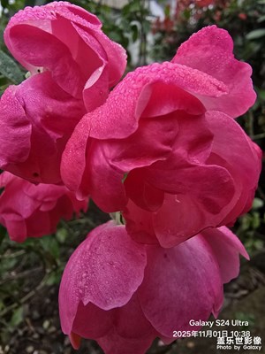 【拍有意境】+初冬月季花