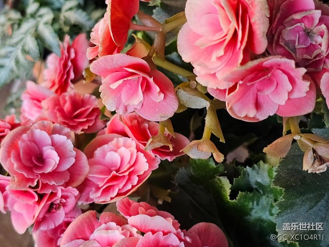 【简而美】花朵