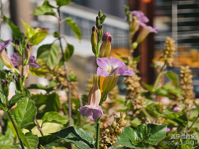 【简而美】上午户外游