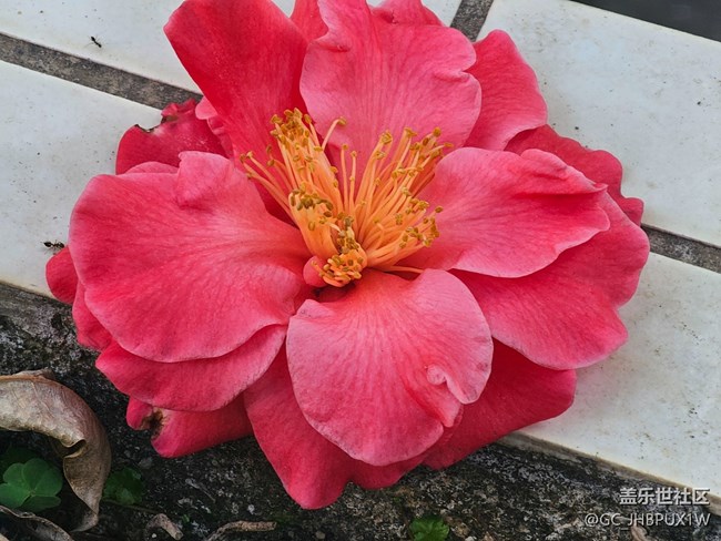 【简而美】日常