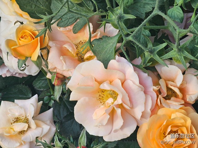 【简而美】街道