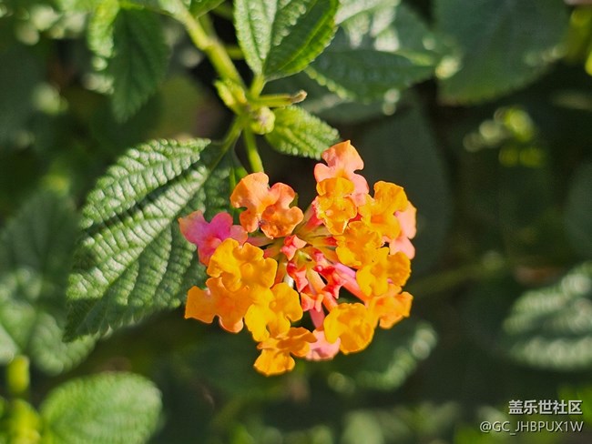 【简而美】日常