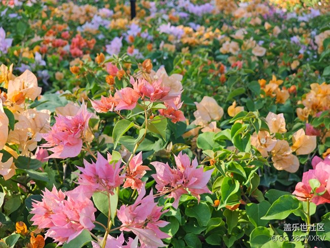 【光影里的故事】花花草草