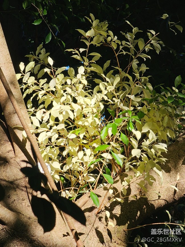 【光影里的故事】花花草草