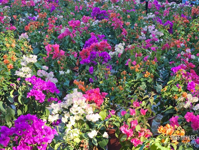 【光影里的故事】花花草草