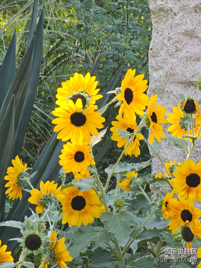 【简而美】花花世界