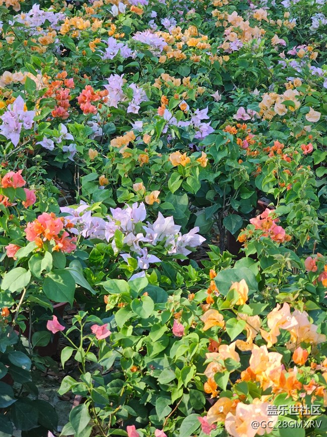 【光影里的故事】花花草草