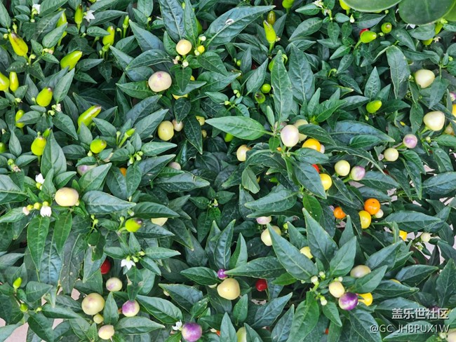 【简而美】假日