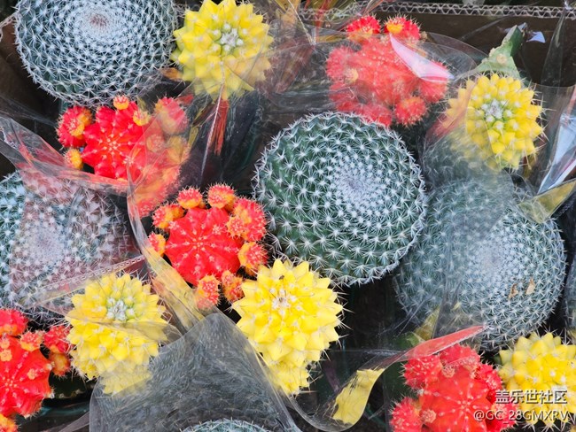 【简而美】绿色