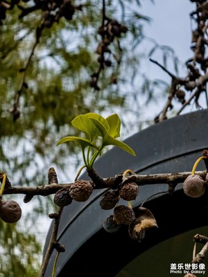 【拍有意境】银杏叶