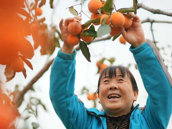 小柿子撬动大产业，中国三星助力湾里村绘就乡村振兴新图景