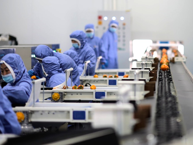 小柿子撬动大产业，中国三星助力湾里村绘就乡村振兴新图景