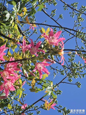 【拍有意境】花花世界