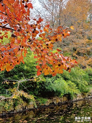 苏州天平山枫叶红了（一）