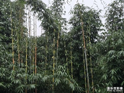【拍有意境】翠绿竹林