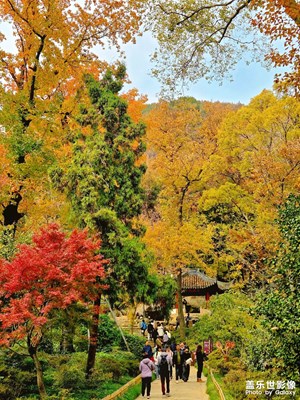 苏州天平山枫叶红了（二）