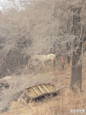 【拍有意境】+净月潭